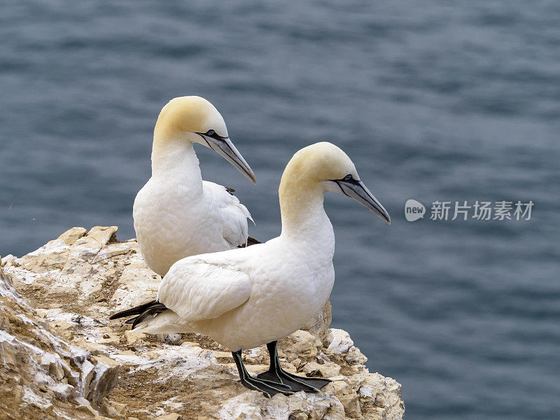 苏格兰Troup Head的一对塘鹅(Morus Bassanus)